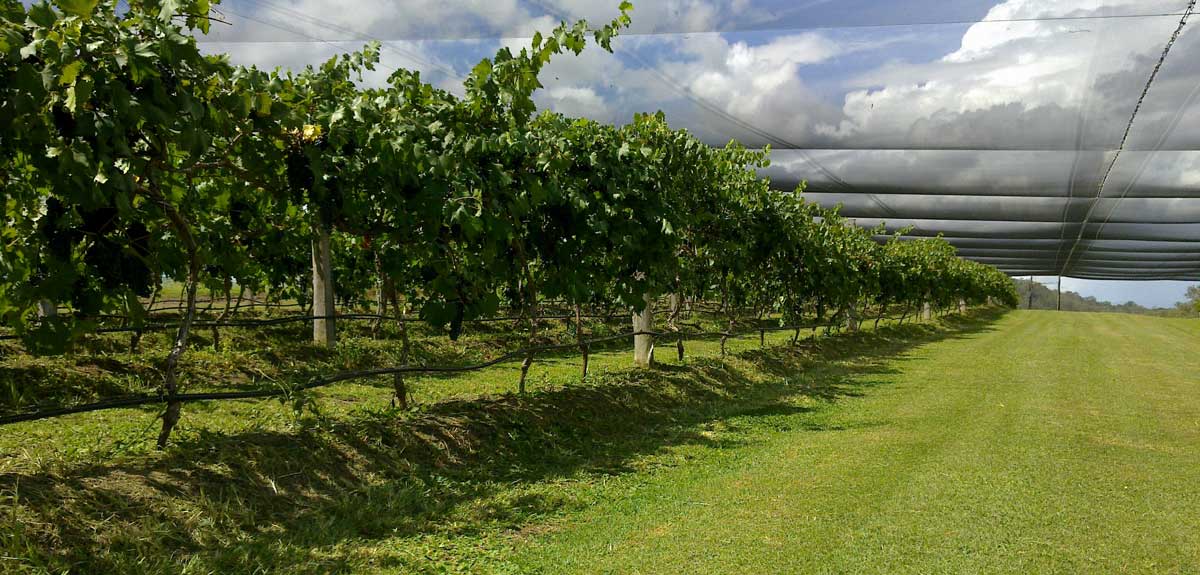 our vinyard