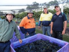 thumb picking grapes