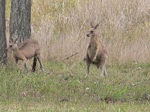 kangaroo gully