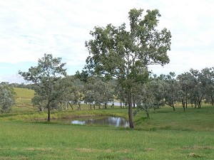 the ironbark forest